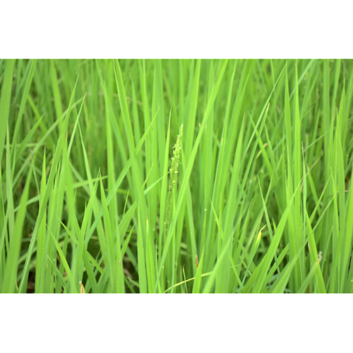 新潟岩船産コシヒカリの通販|ファームナンマ / 新潟岩船産コシヒカリ